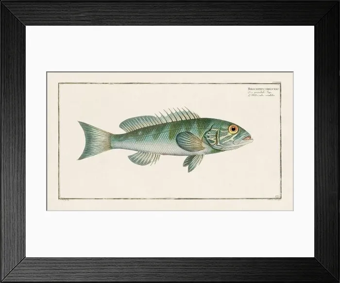 Framed Print : Vintage fish illustration created during the 18th century Framed Print : Vintage fish illustration created during the 18th century