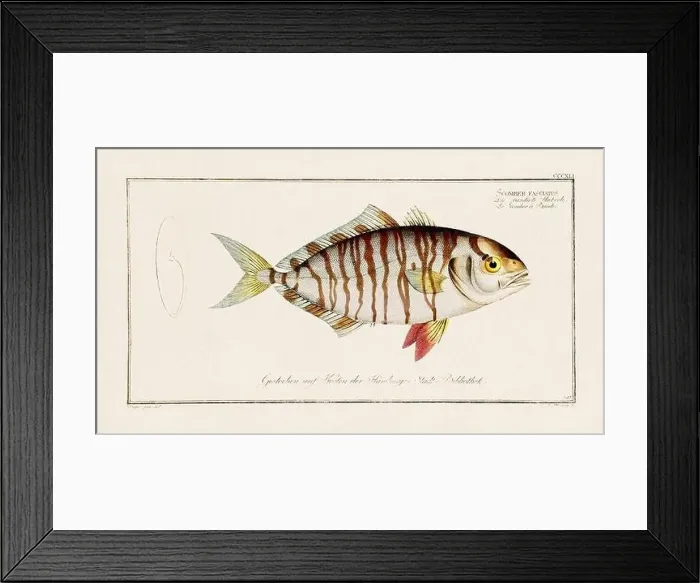 Framed Print : Vintage fish illustration created during the 18th century Framed Print : Vintage fish illustration created during the 18th century