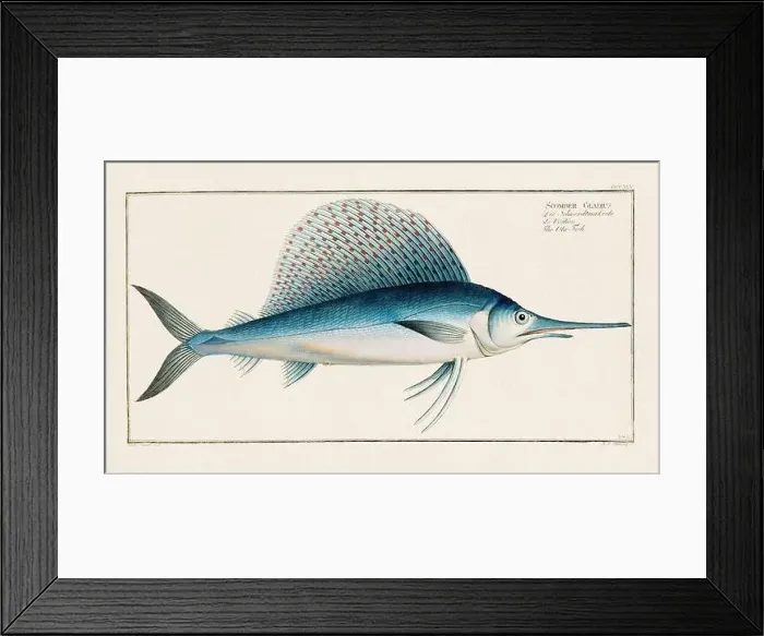 Framed Print : Vintage fish illustration created during the 18th century