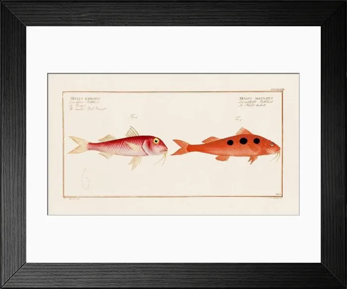 Framed Print : Vintage fish illustration created during the 18th century Framed Print : Vintage fish illustration created during the 18th century