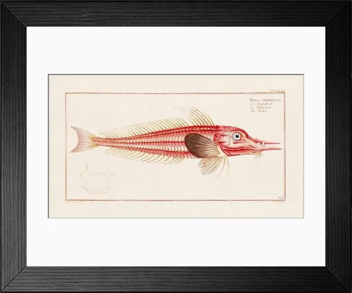 Framed Print : Vintage fish illustration created during the 18th century Framed Print : Vintage fish illustration created during the 18th century
