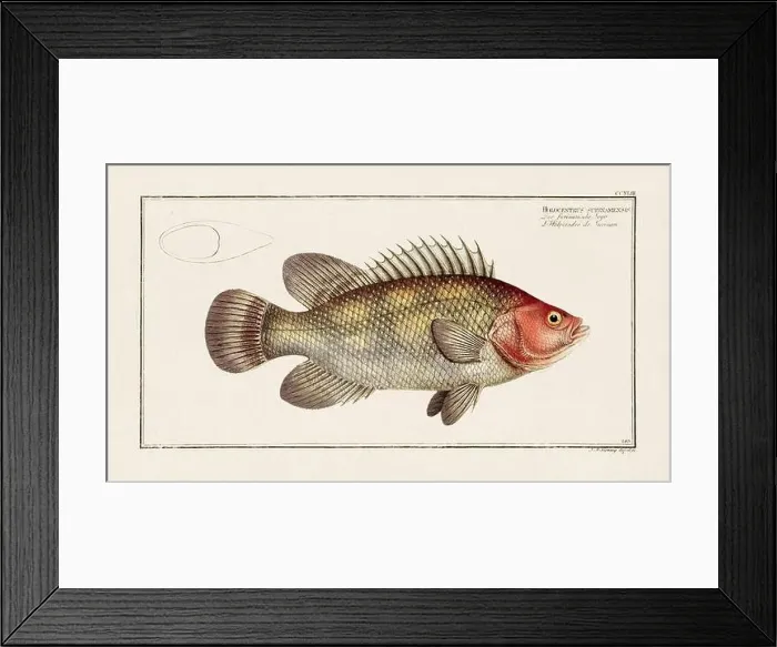 Framed Print : Vintage fish illustration created during the 18th century Framed Print : Vintage fish illustration created during the 18th century