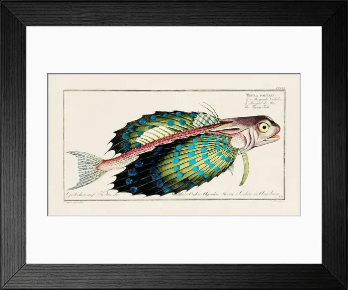 Framed Print : Vintage fish illustration created during the 18th century Framed Print : Vintage fish illustration created during the 18th century