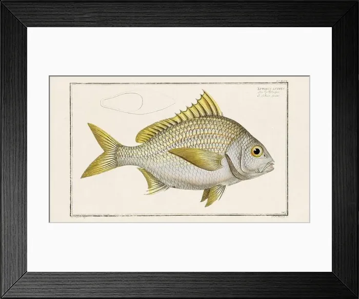 Framed Print : Vintage fish illustration created during the 18th century Framed Print : Vintage fish illustration created during the 18th century