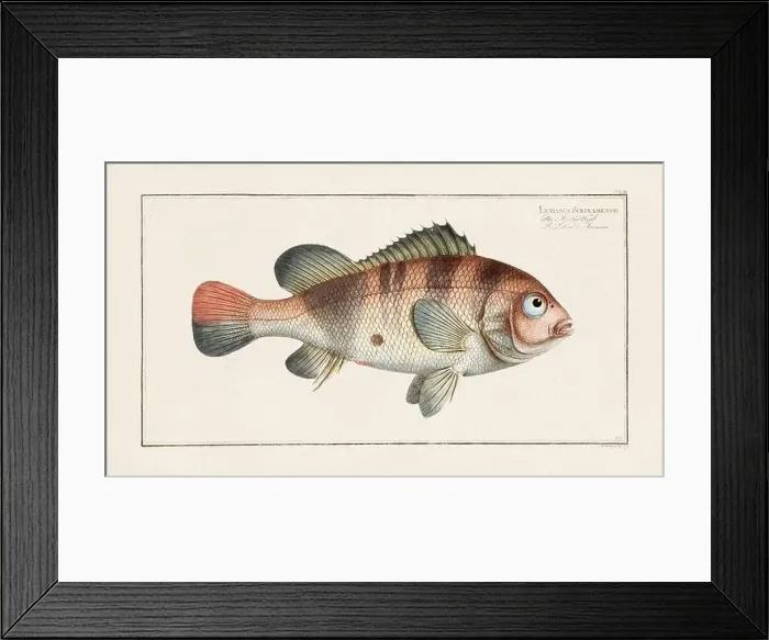 Framed Print : Vintage fish illustration created during the 18th century Framed Print : Vintage fish illustration created during the 18th century