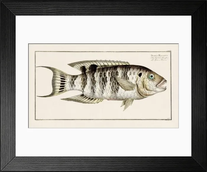 Framed Print : Vintage fish illustration created during the 18th century Framed Print : Vintage fish illustration created during the 18th century