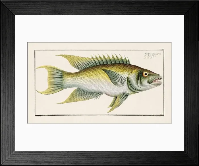 Framed Print : Vintage fish illustration created during the 18th century Framed Print : Vintage fish illustration created during the 18th century