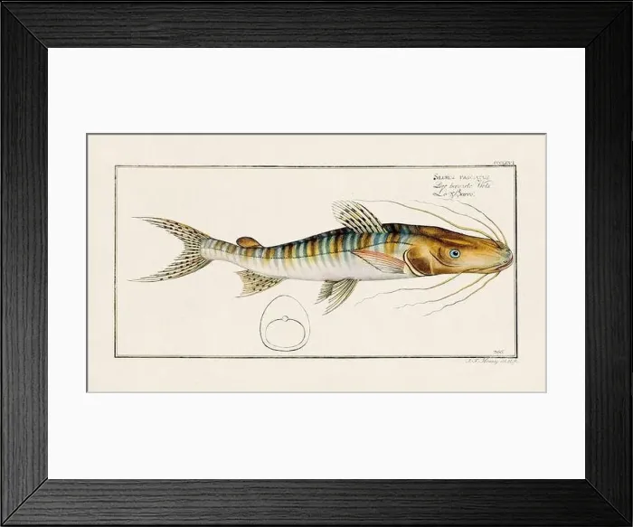 Framed Print : Vintage fish illustration created during the 18th century Framed Print : Vintage fish illustration created during the 18th century