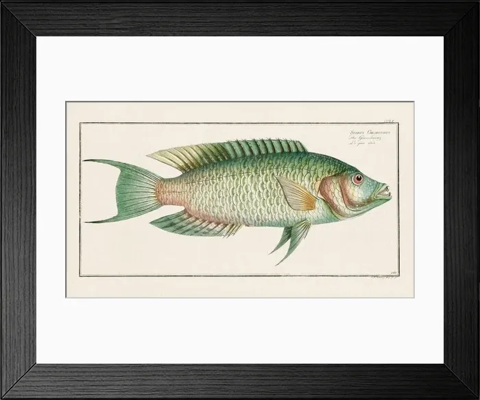 Framed Print : Vintage fish illustration created during the 18th century Framed Print : Vintage fish illustration created during the 18th century