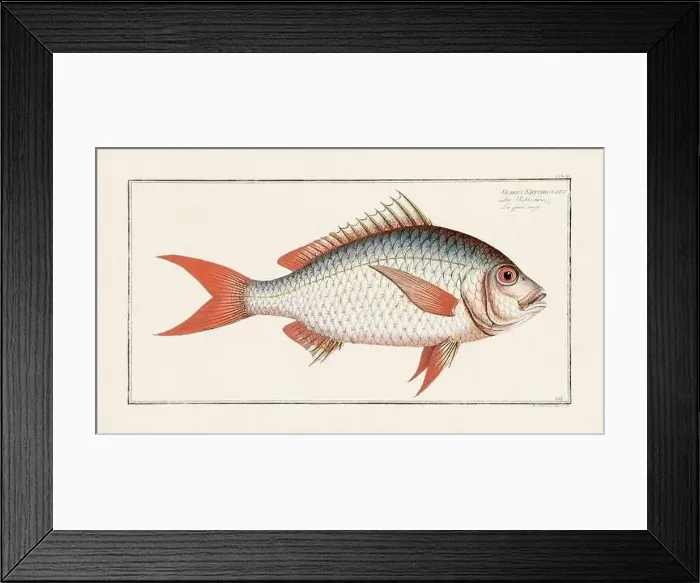 Framed Print : Vintage fish illustration created during the 18th century Framed Print : Vintage fish illustration created during the 18th century