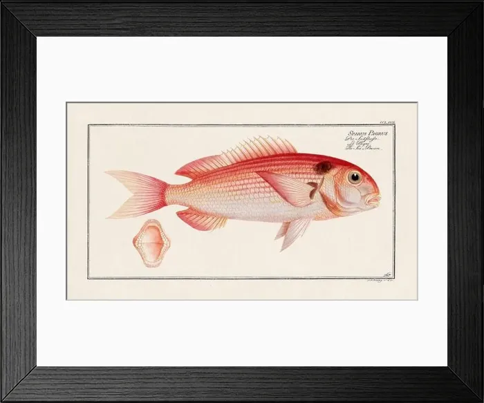 Framed Print : Vintage fish illustration created during the 18th century Framed Print : Vintage fish illustration created during the 18th century