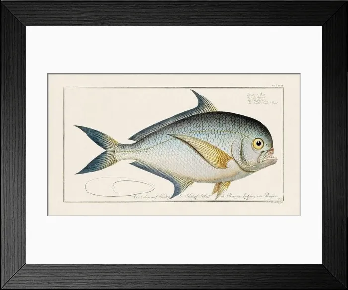 Framed Print : Vintage fish illustration created during the 18th century Framed Print : Vintage fish illustration created during the 18th century