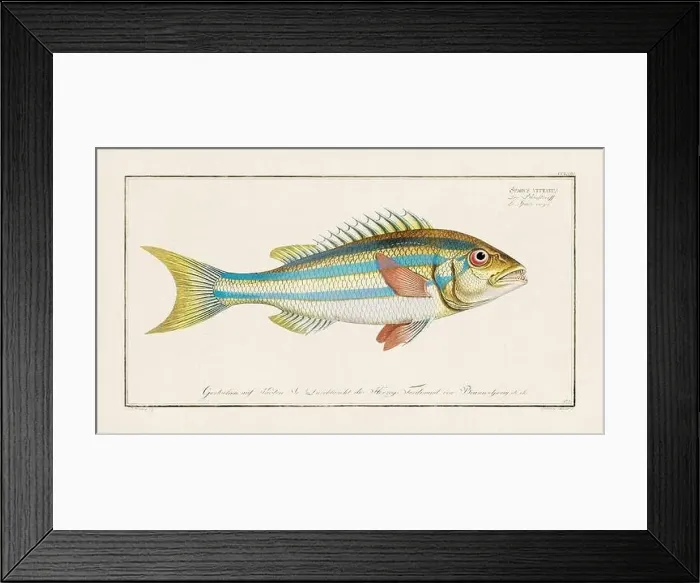 Framed Print : Vintage fish illustration created during the 18th century Framed Print : Vintage fish illustration created during the 18th century