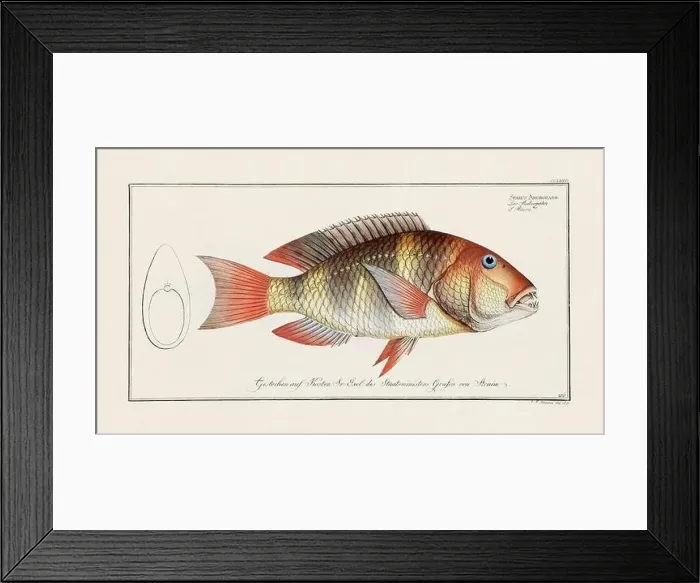 Framed Print : Vintage fish illustration created during the 18th century Framed Print : Vintage fish illustration created during the 18th century