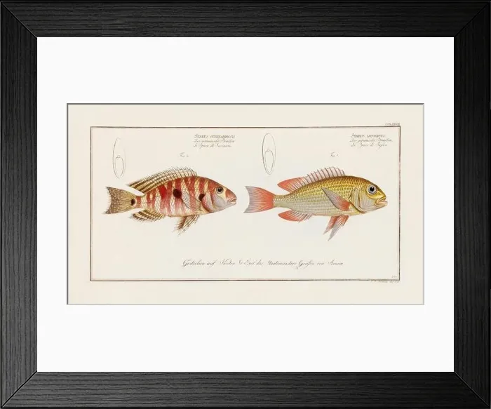Framed Print : Vintage fish illustration created during the 18th century Framed Print : Vintage fish illustration created during the 18th century