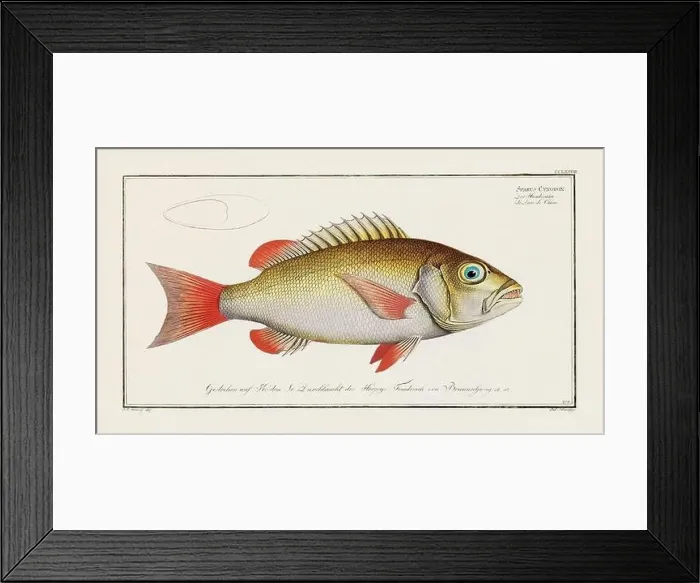 Framed Print : Vintage fish illustration created during the 18th century Framed Print : Vintage fish illustration created during the 18th century