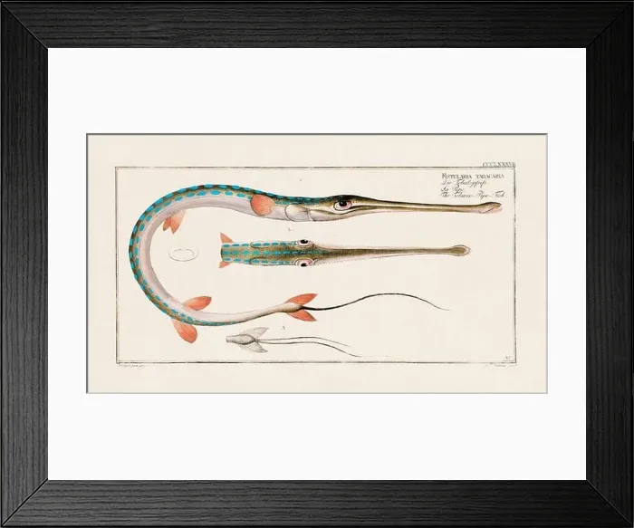 Framed Print : Vintage fish illustration created during the 18th century Framed Print : Vintage fish illustration created during the 18th century
