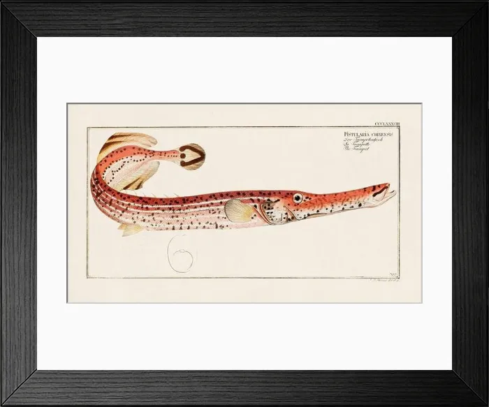 Framed Print : Vintage fish illustration created during the 18th century Framed Print : Vintage fish illustration created during the 18th century