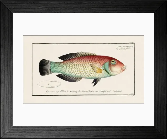 Framed Print : Vintage fish illustration created during the 18th century Framed Print : Vintage fish illustration created during the 18th century