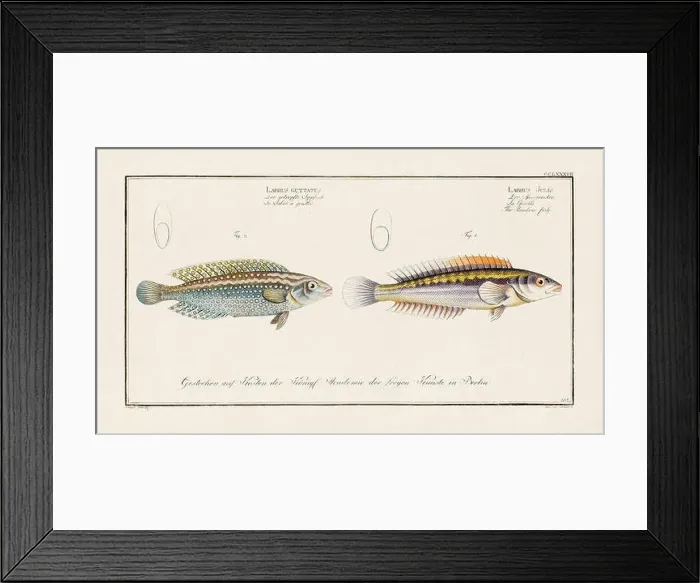 Framed Print : Vintage fish illustration created during the 18th century Framed Print : Vintage fish illustration created during the 18th century