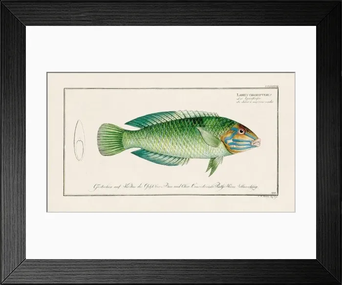Framed Print : Vintage fish illustration created during the 18th century Framed Print : Vintage fish illustration created during the 18th century