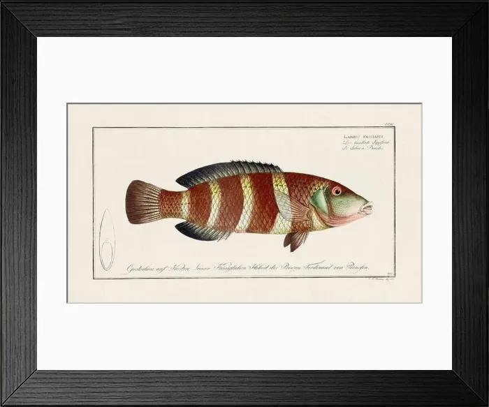 Framed Print : Vintage fish illustration created during the 18th century Framed Print : Vintage fish illustration created during the 18th century