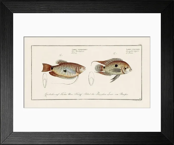 Framed Print : Vintage fish illustration created during the 18th century Framed Print : Vintage fish illustration created during the 18th century