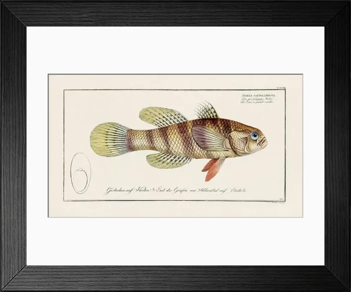 Framed Print : Vintage fish illustration created during the 18th century Framed Print : Vintage fish illustration created during the 18th century