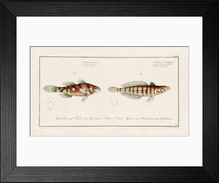 Framed Print : Vintage fish illustration created during the 18th century Framed Print : Vintage fish illustration created during the 18th century