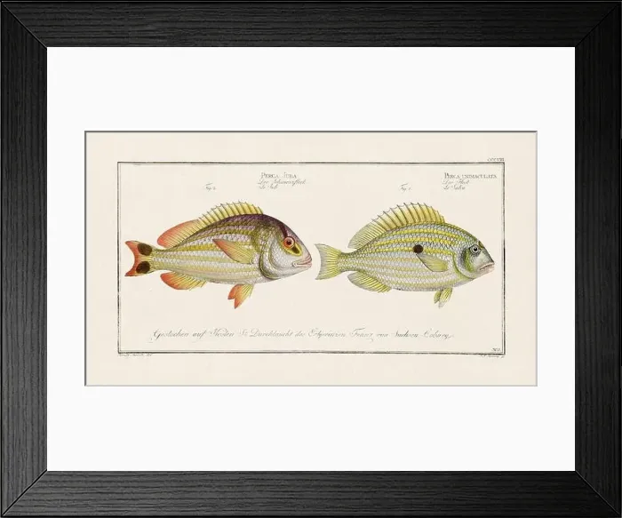 Framed Print : Vintage fish illustration created during the 18th century Framed Print : Vintage fish illustration created during the 18th century