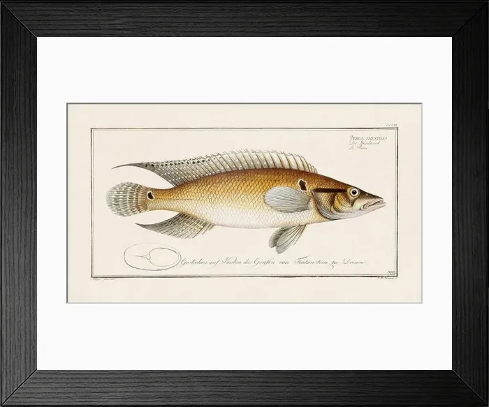 Framed Print : Vintage fish illustration created during the 18th century Framed Print : Vintage fish illustration created during the 18th century