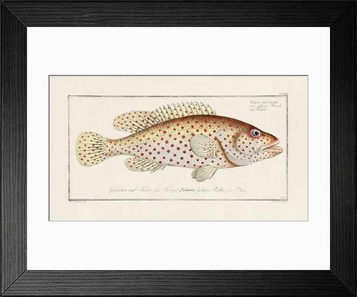 Framed Print : Vintage fish illustration created during the 18th century Framed Print : Vintage fish illustration created during the 18th century