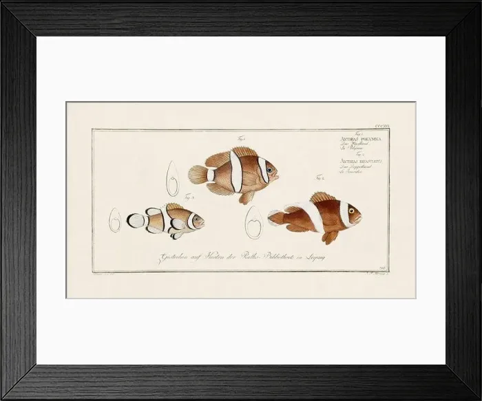 Framed Print : Vintage fish illustration created during the 18th century Framed Print : Vintage fish illustration created during the 18th century
