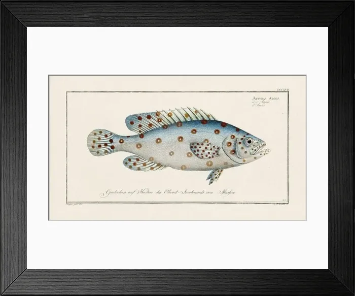 Framed Print : Vintage fish illustration created during the 18th century Framed Print : Vintage fish illustration created during the 18th century