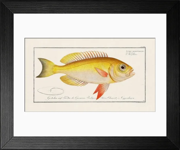 Framed Print : Vintage fish illustration created during the 18th century Framed Print : Vintage fish illustration created during the 18th century