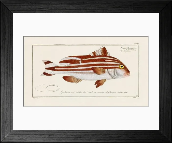 Framed Print : Vintage fish illustration created during the 18th century Framed Print : Vintage fish illustration created during the 18th century