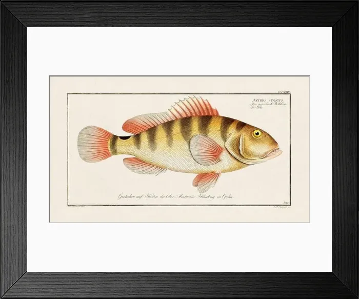Framed Print : Vintage fish illustration created during the 18th century Framed Print : Vintage fish illustration created during the 18th century