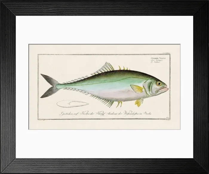 Framed Print : Vintage fish illustration created during the 18th century Framed Print : Vintage fish illustration created during the 18th century
