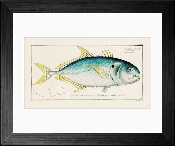 Framed Print : Vintage fish illustration created during the 18th century Framed Print : Vintage fish illustration created during the 18th century