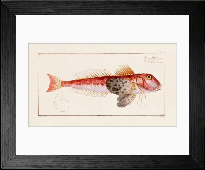 Framed Print : Vintage fish illustration created during the 18th century Framed Print : Vintage fish illustration created during the 18th century