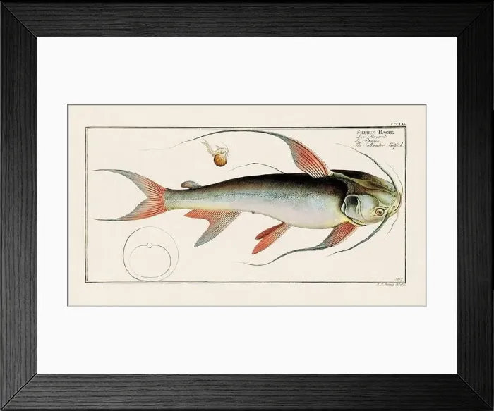 Framed Print : Vintage fish illustration created during the 18th century Framed Print : Vintage fish illustration created during the 18th century