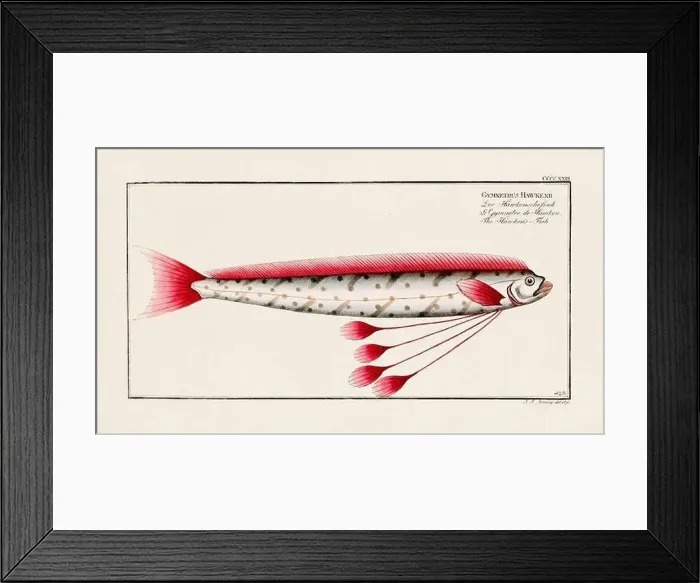 Framed Print : Vintage fish illustration created during the 18th century Framed Print : Vintage fish illustration created during the 18th century