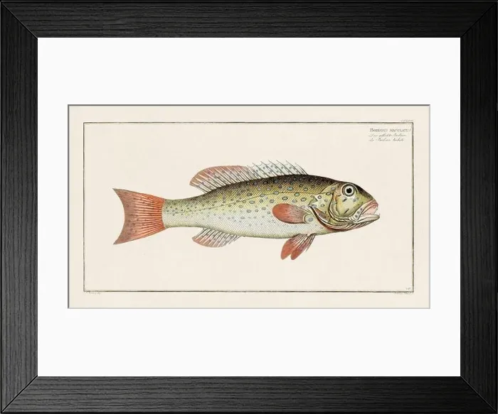 Framed Print : Vintage fish illustration created during the 18th century Framed Print : Vintage fish illustration created during the 18th century
