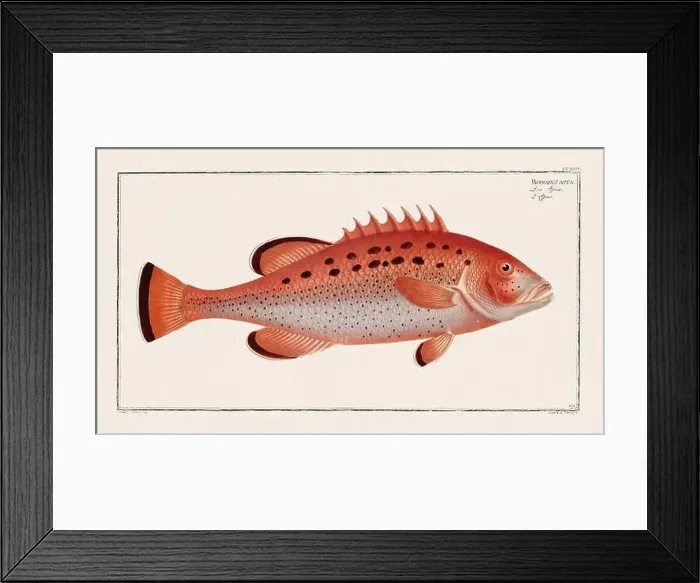Framed Print : Vintage fish illustration created during the 18th century Framed Print : Vintage fish illustration created during the 18th century