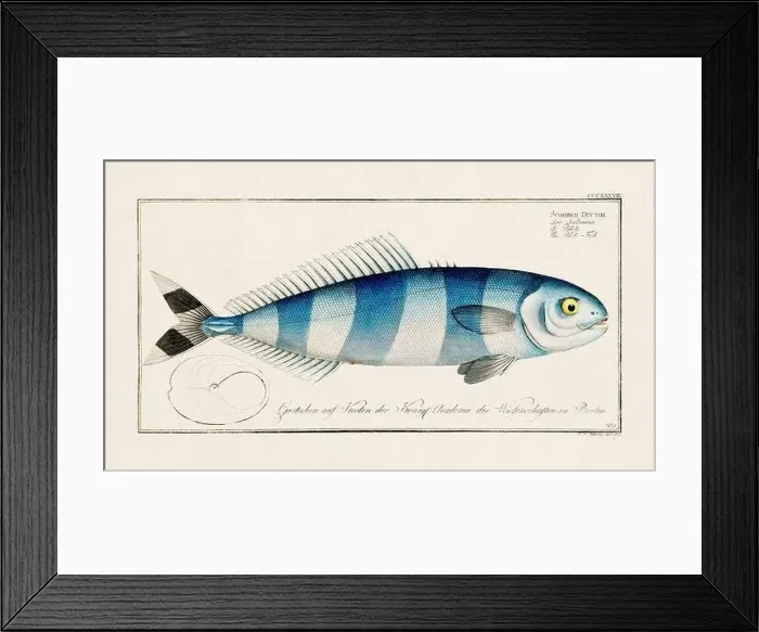Framed Print : Vintage fish illustration created during the 18th century Framed Print : Vintage fish illustration created during the 18th century