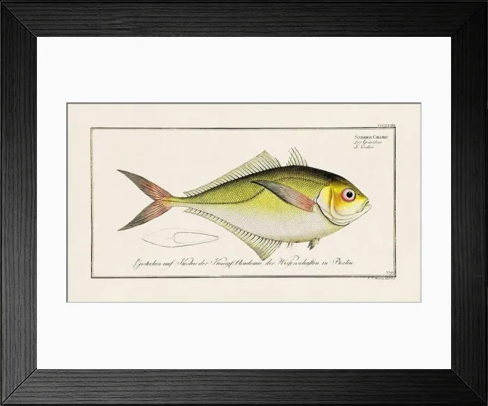 Framed Print : Vintage fish illustration created during the 18th century Framed Print : Vintage fish illustration created during the 18th century