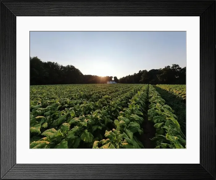 Framed Print : drone images of a north carolina tobacco field on a late summer afternoon Framed Print : drone images of a north carolina tobacco field on a late summer afternoon