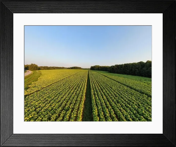 Framed Print : drone images of a north carolina tobacco field on a late summer afternoon Framed Print : drone images of a north carolina tobacco field on a late summer afternoon