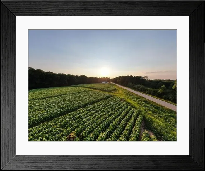 Framed Print : drone images of a north carolina tobacco field on a late summer afternoon Framed Print : drone images of a north carolina tobacco field on a late summer afternoon