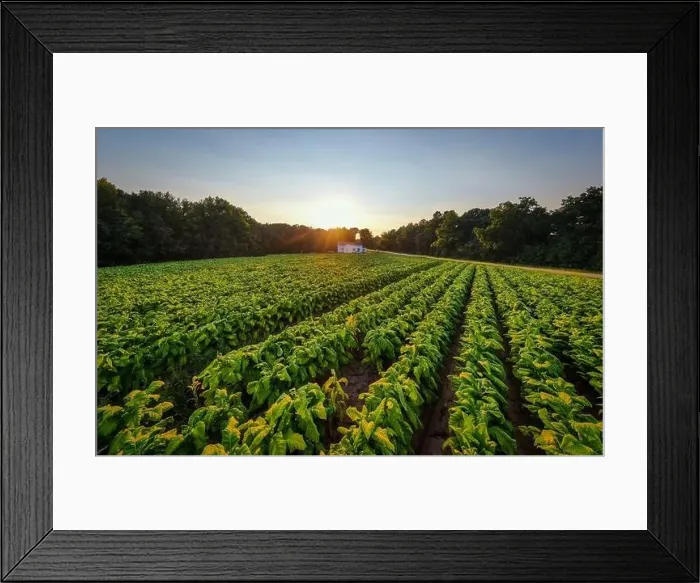 Framed Print : drone images of a north carolina tobacco field on a late summer afternoon Framed Print : drone images of a north carolina tobacco field on a late summer afternoon